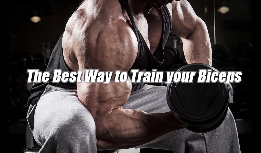 The Best Way to Train your Biceps  MAJOR LUTIE Blogs - MAJOR FITNESS  Formerly MAJOR LUTIE