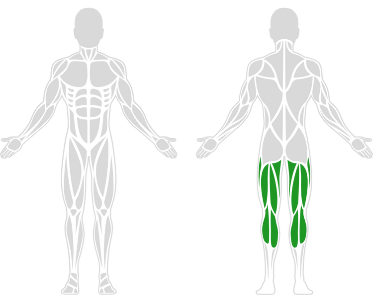 Anatomical sketch of the human body with leg muscles in green