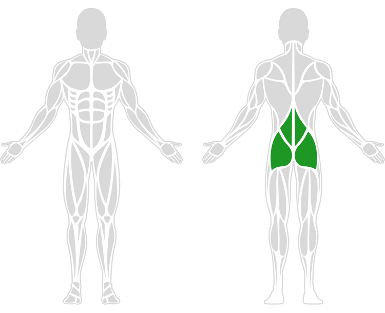 Anatomical sketch of the human body with lower back muscles in green