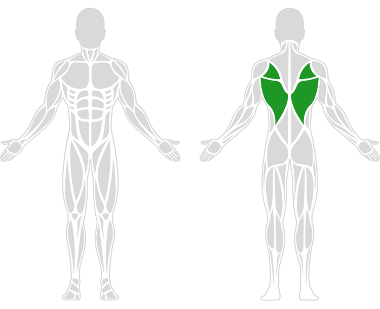 a simplified diagram of human anatomy highlighting the upper back muscles in green